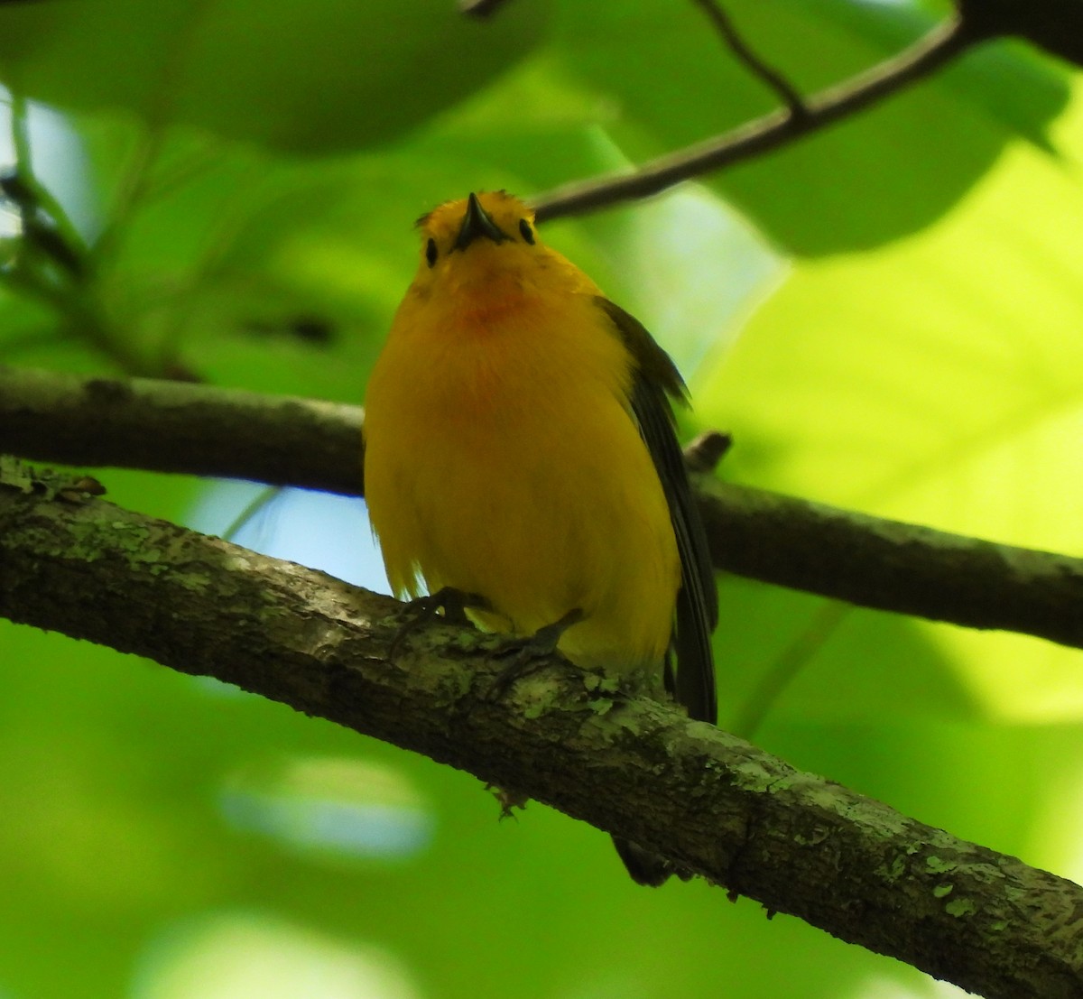 Prothonotary Warbler - ML620520617