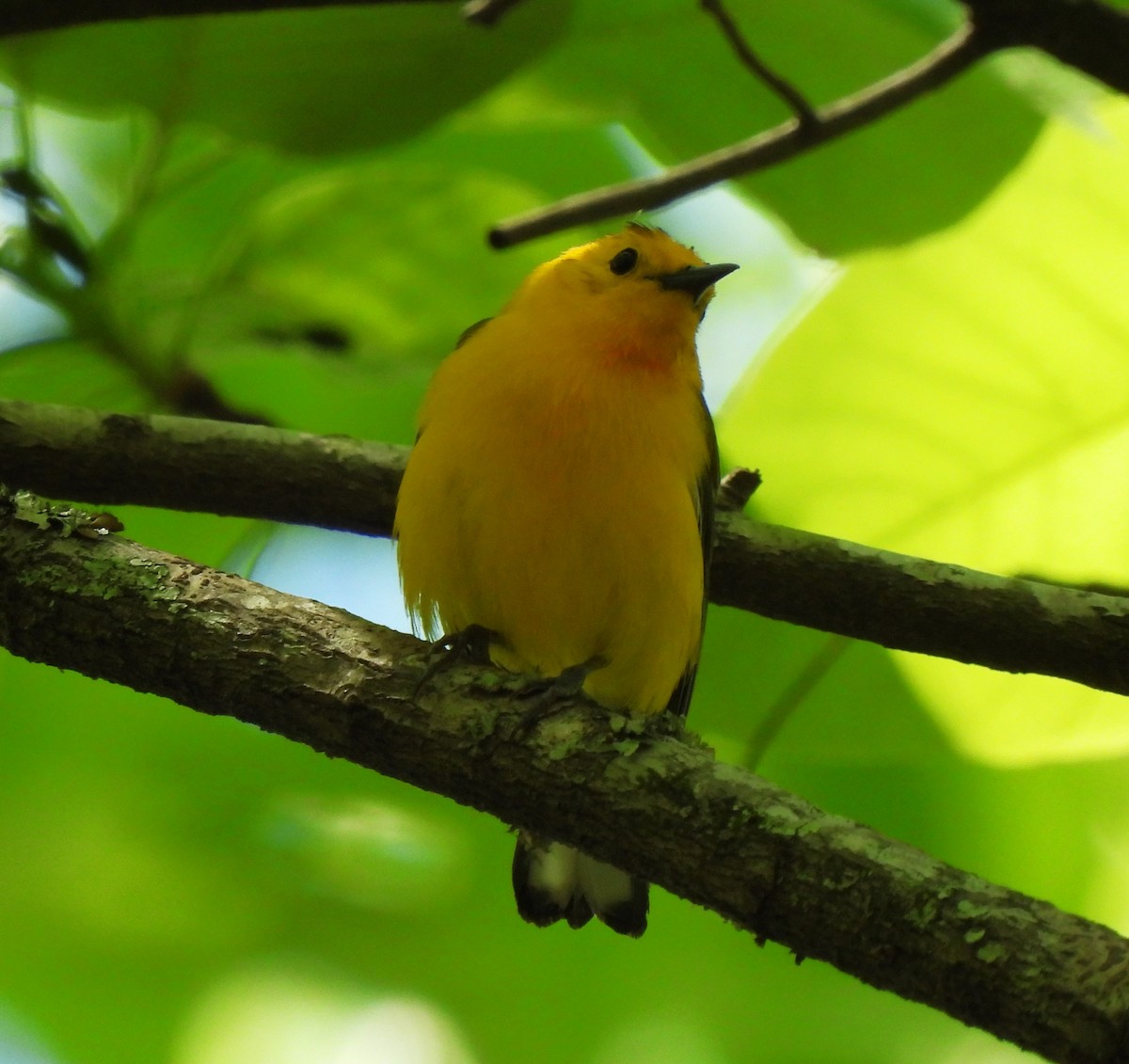 Prothonotary Warbler - ML620520618