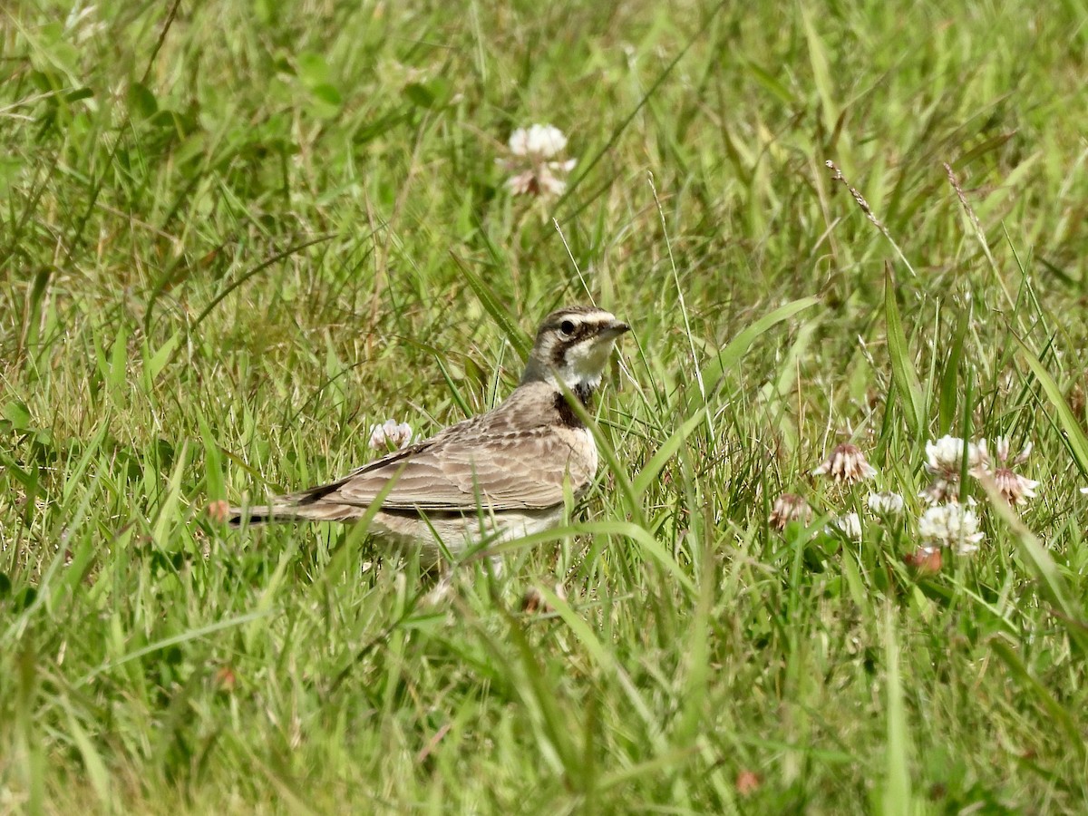 Horned Lark - ML620520620