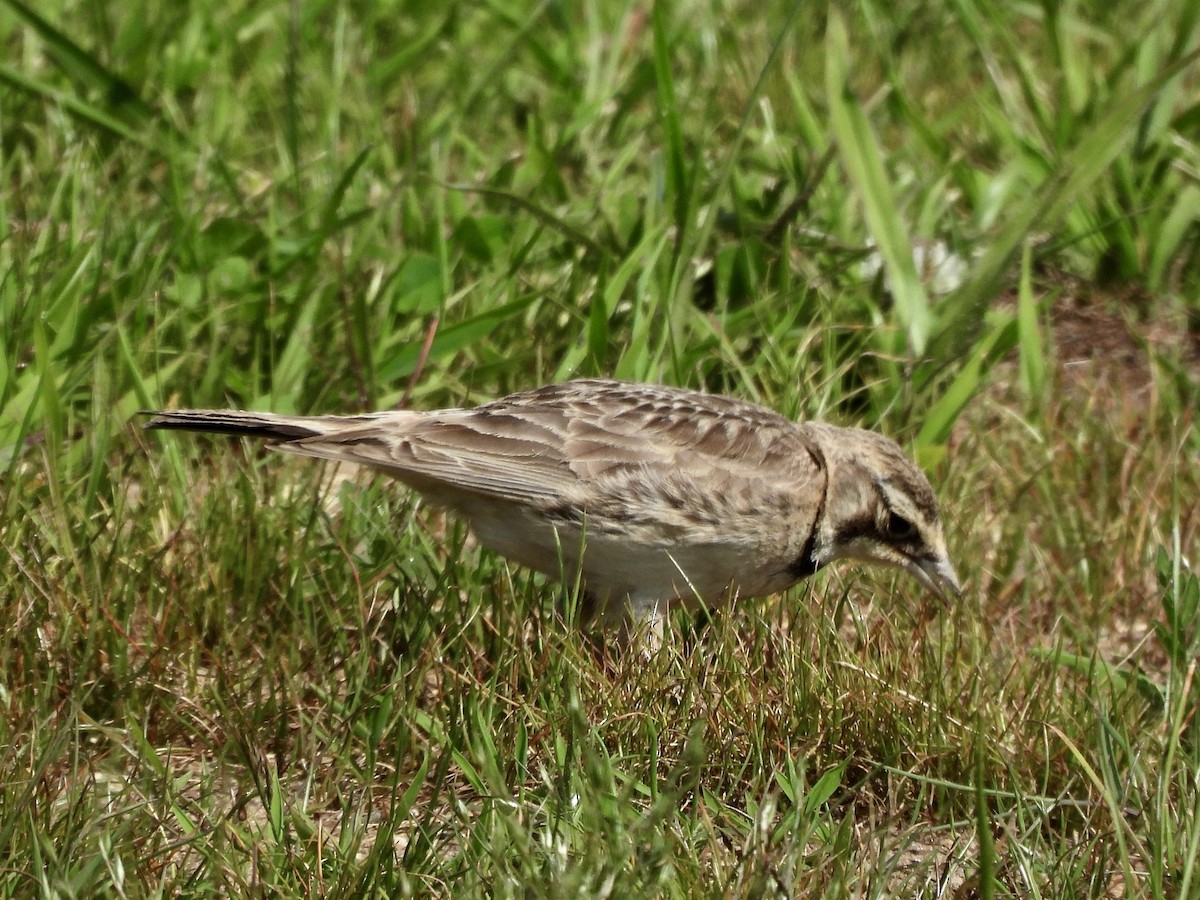 Horned Lark - ML620520621