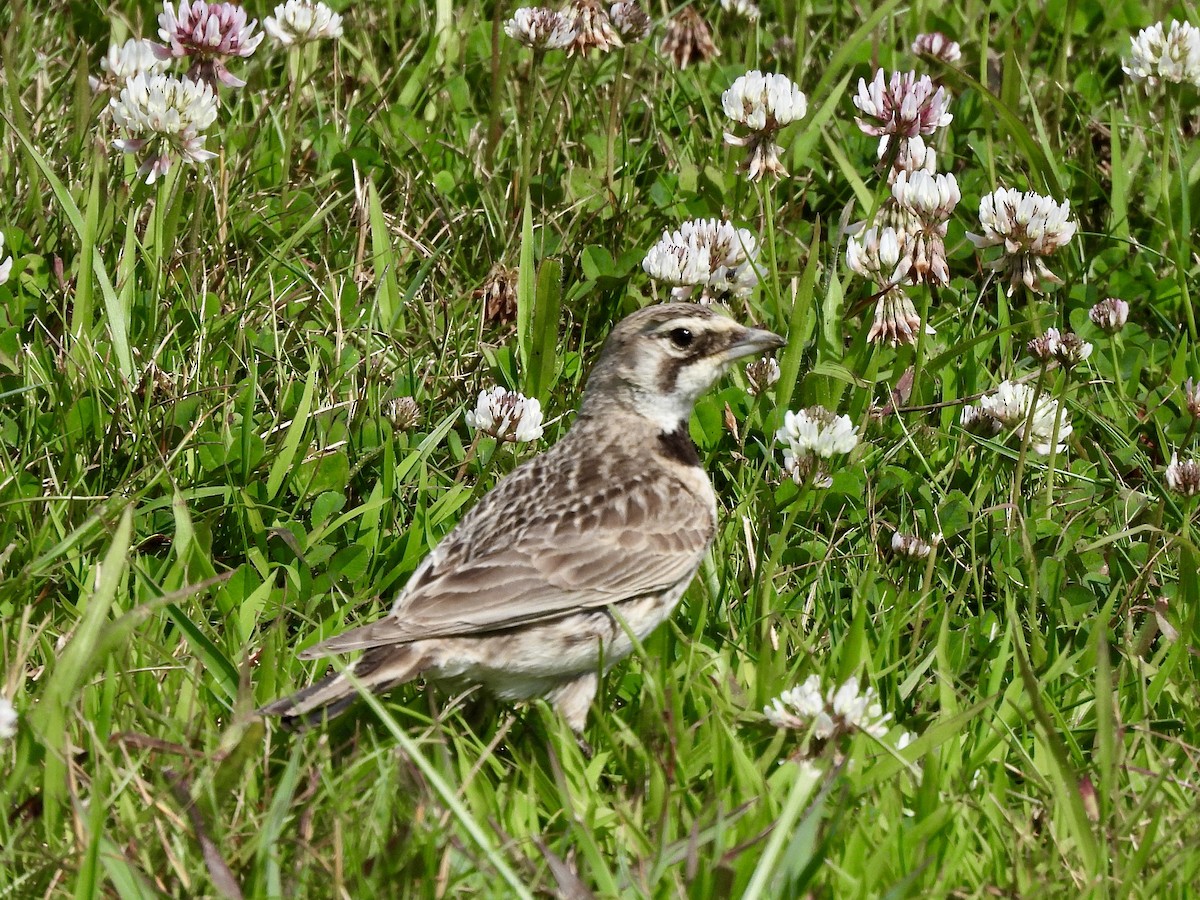 Horned Lark - ML620520622