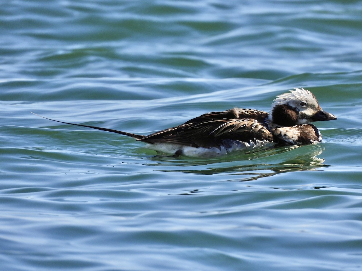 Long-tailed Duck - ML620520625