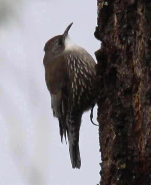 White-throated Treecreeper - ML620520626