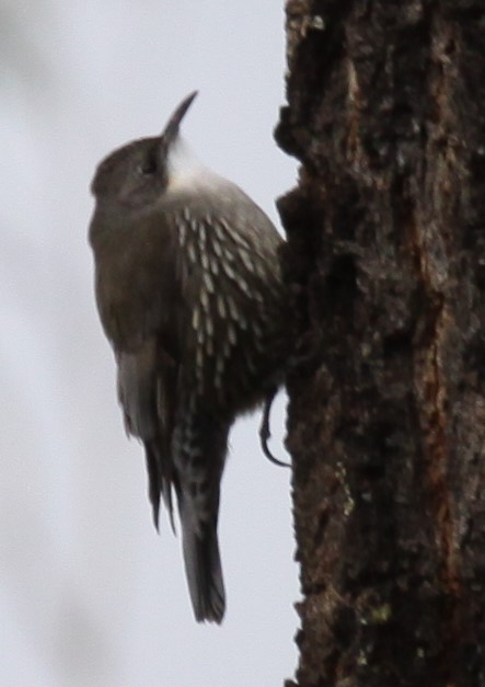 White-throated Treecreeper - ML620520627