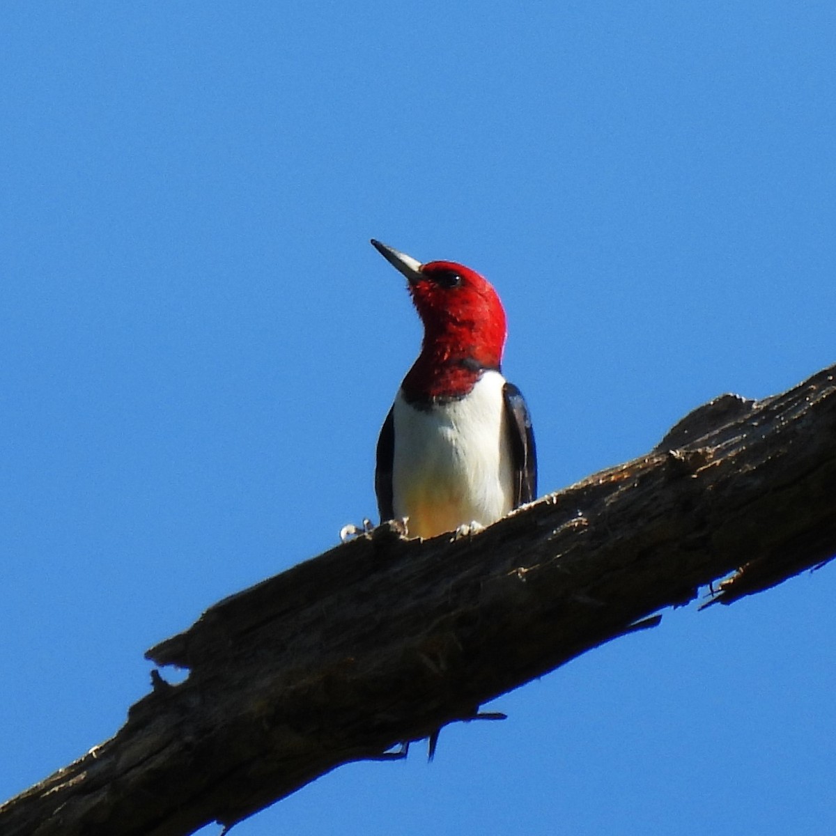Red-headed Woodpecker - Rick Bennett
