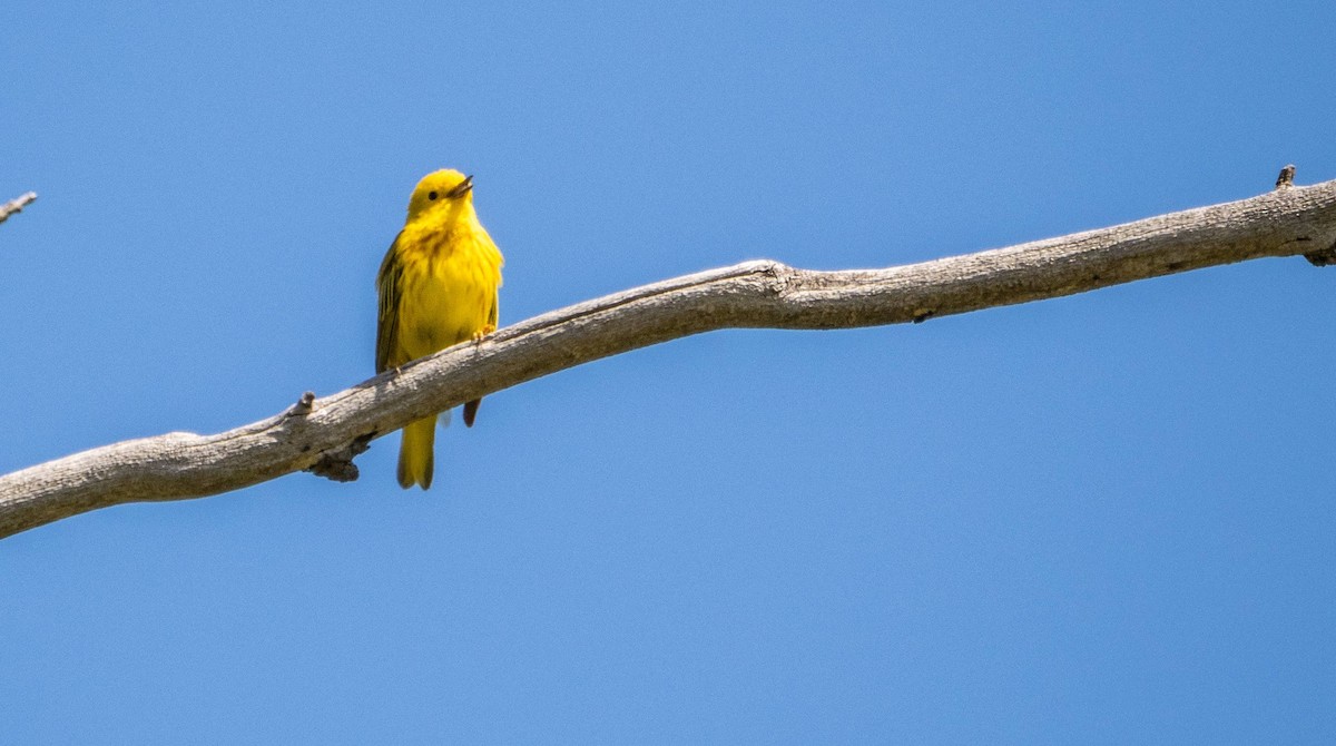 Paruline jaune - ML620520634