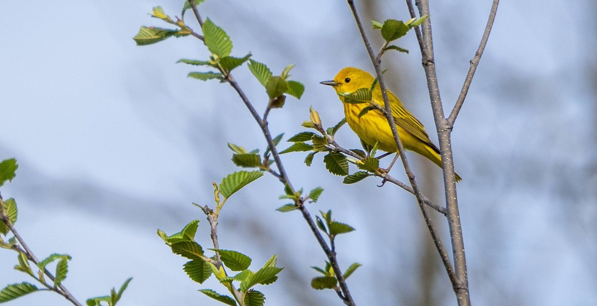 Yellow Warbler - ML620520635