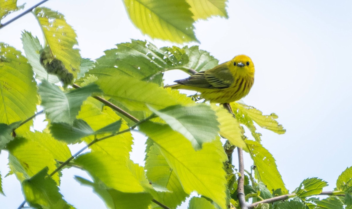 Paruline jaune - ML620520636