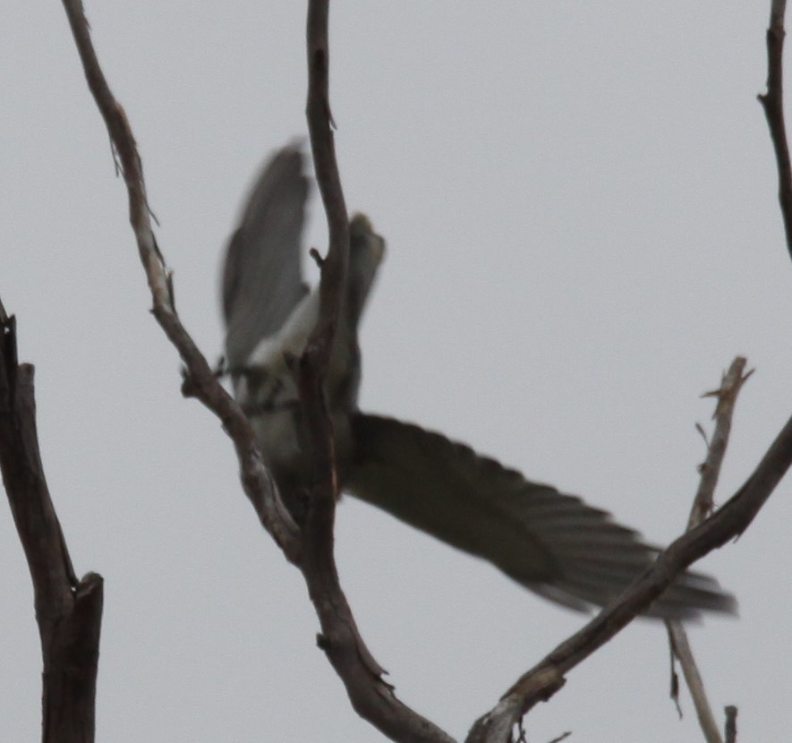 Black-faced Cuckooshrike - Richard Shirky