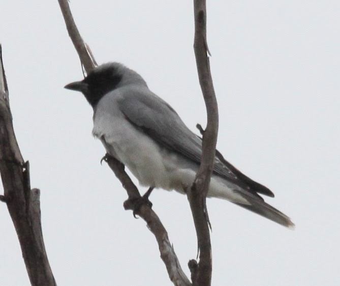 Black-faced Cuckooshrike - ML620520639