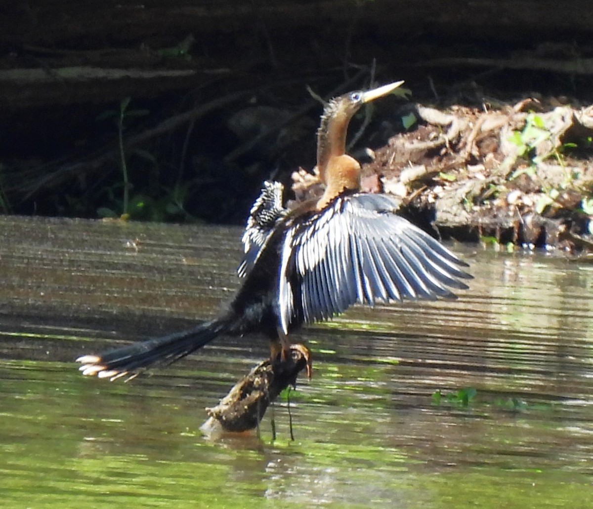 Anhinga Americana - ML620520640