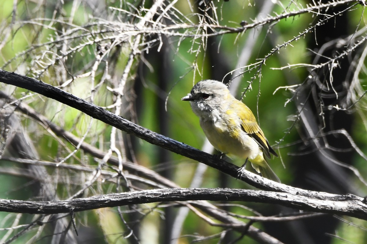 Golden Whistler - Trevor Ross