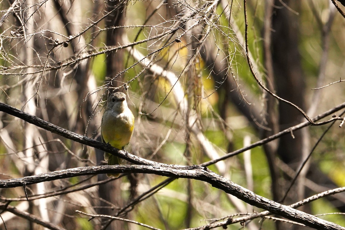 Golden Whistler - ML620520642