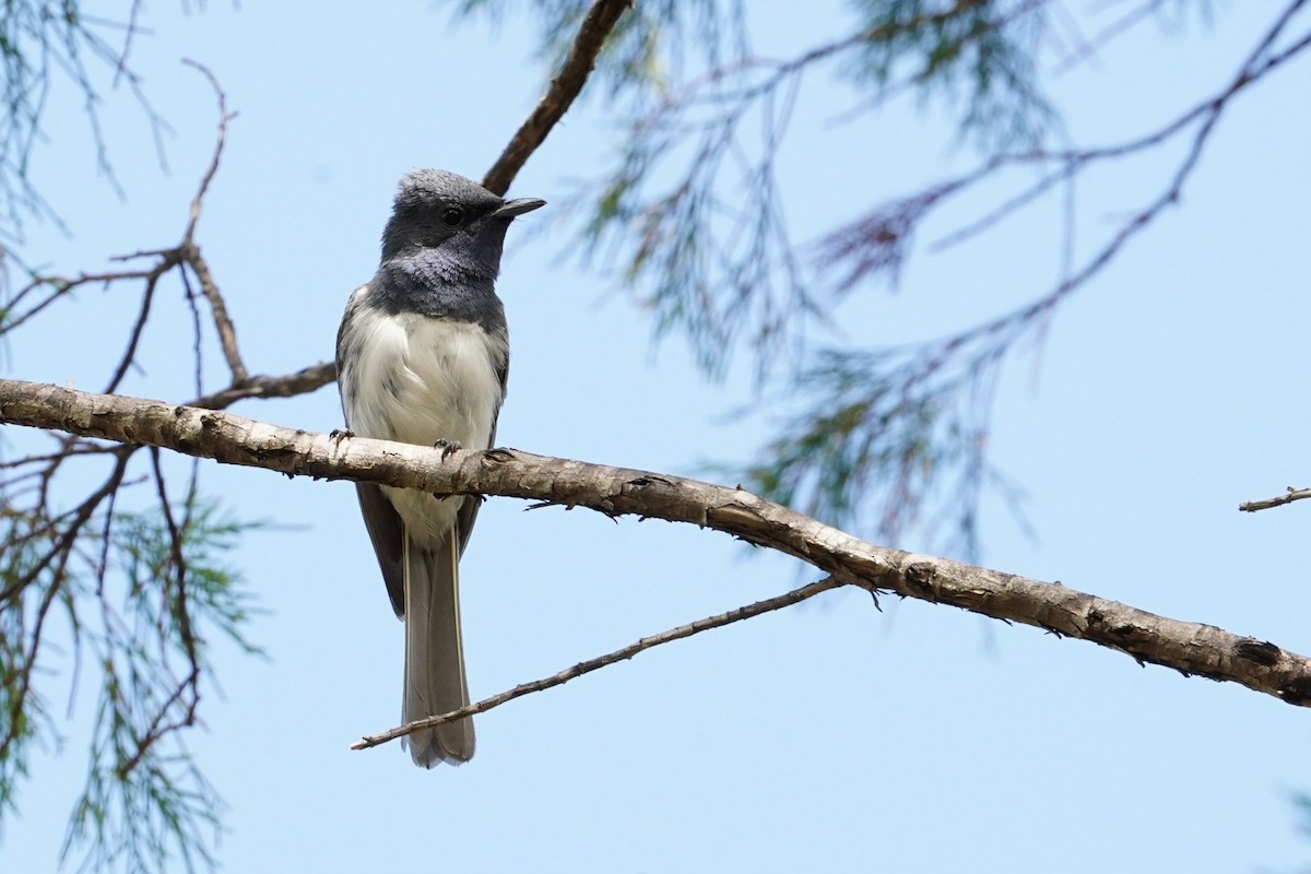 Leaden Flycatcher - ML620520646