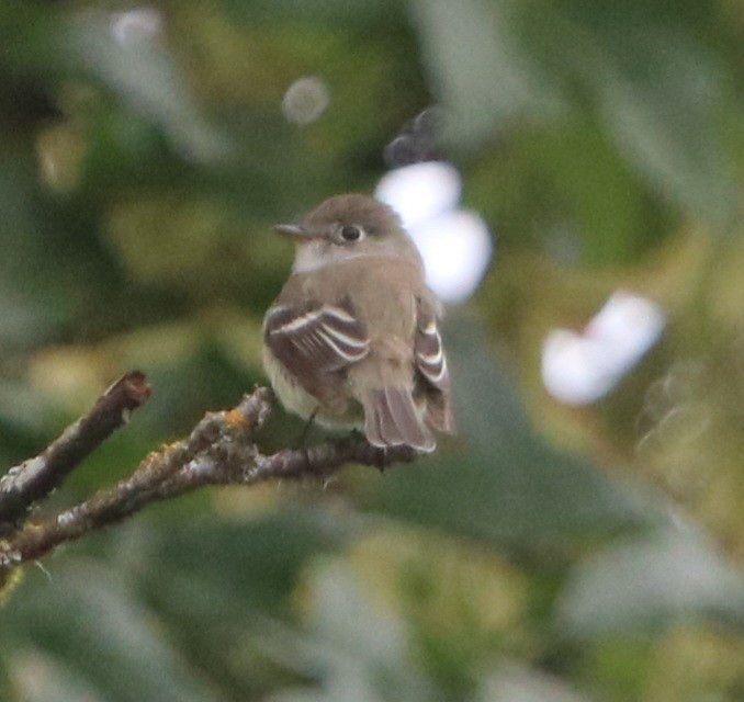 Least Flycatcher - ML620520647