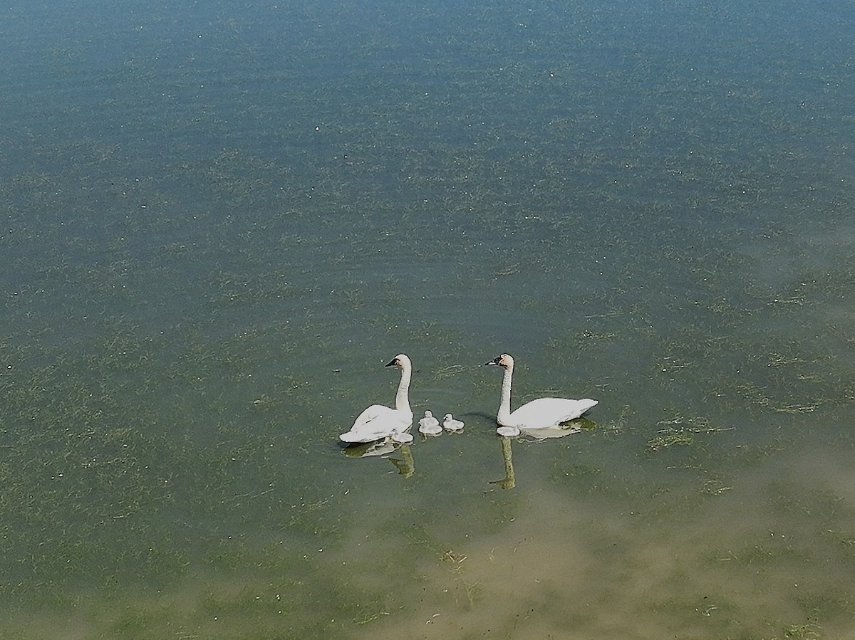 Trumpeter Swan - ML620520649