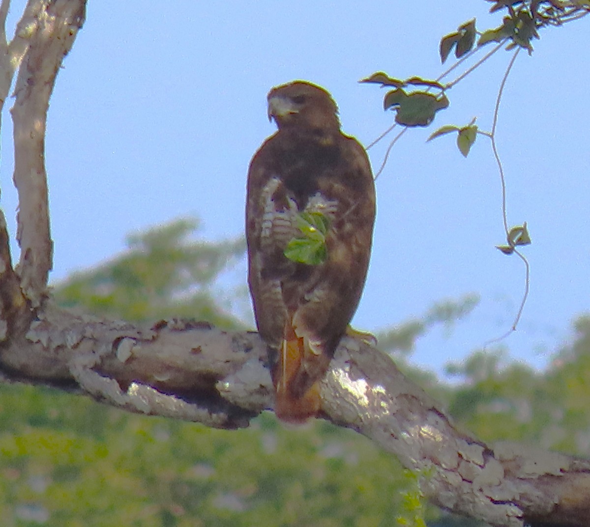 káně rudochvostá (ssp. solitudinis) - ML620520650