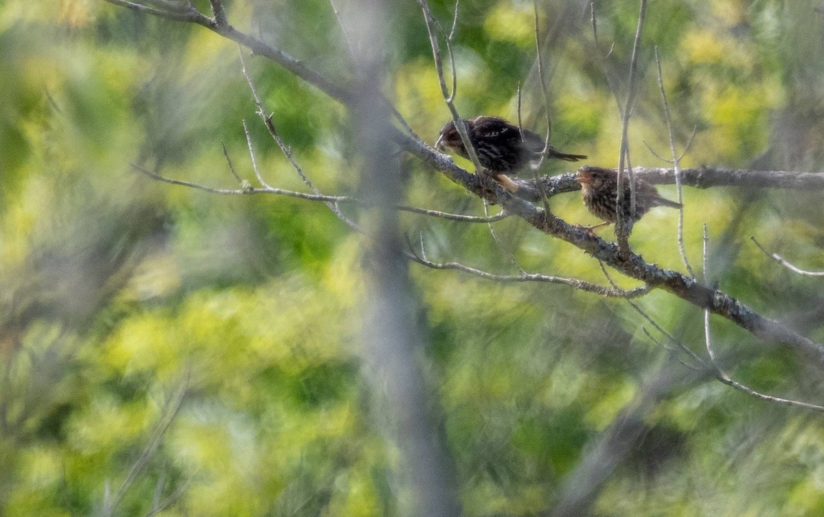 Red-winged Blackbird - ML620520651