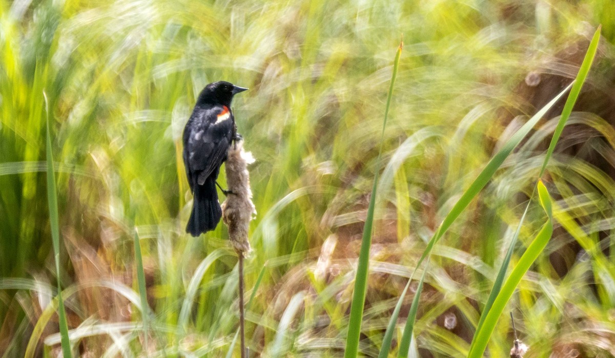 Red-winged Blackbird - ML620520652