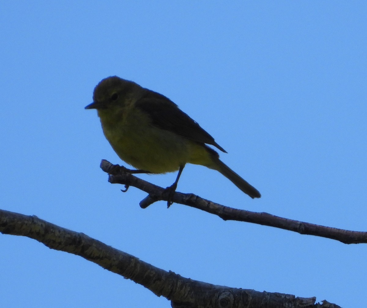 Orange-crowned Warbler - ML620520653