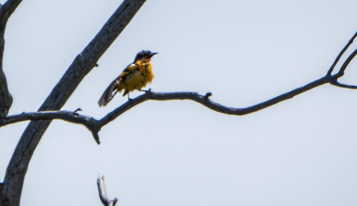 Baltimore Oriole - Matt M.