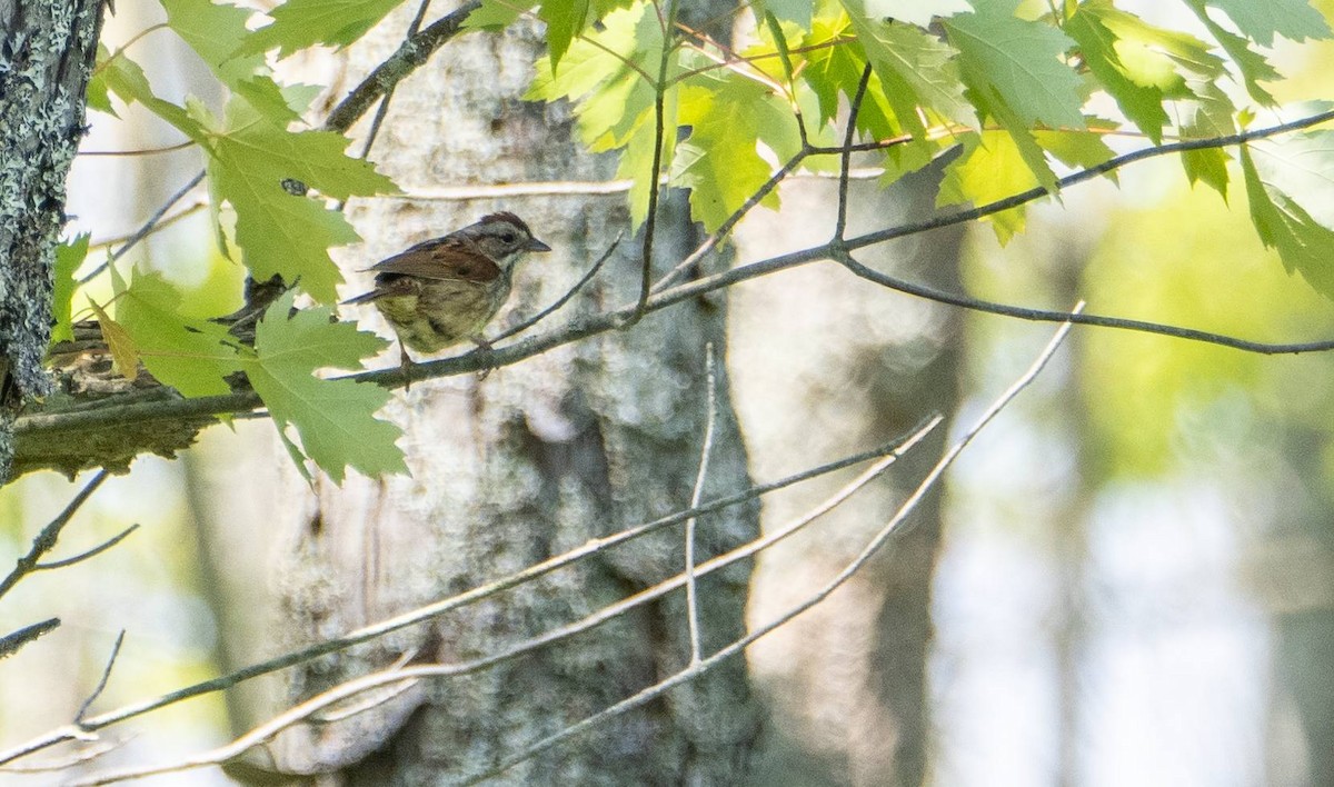 Swamp Sparrow - ML620520657