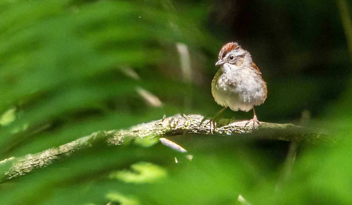 Swamp Sparrow - ML620520658