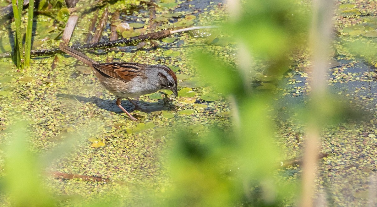 Swamp Sparrow - ML620520659