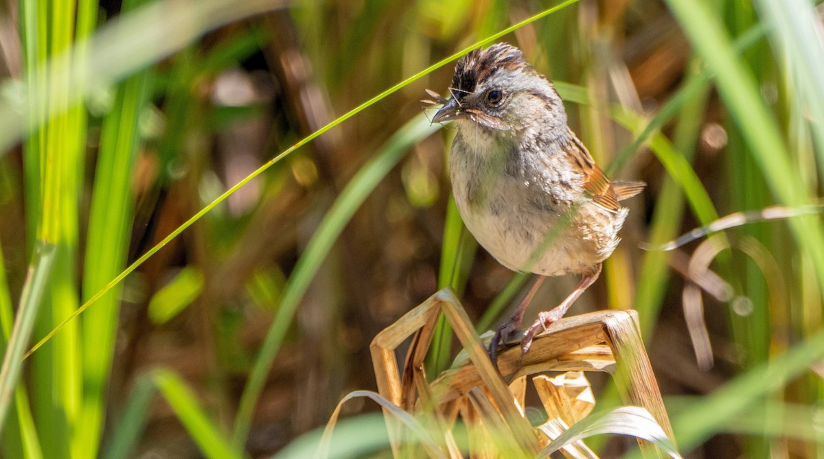 Swamp Sparrow - ML620520660