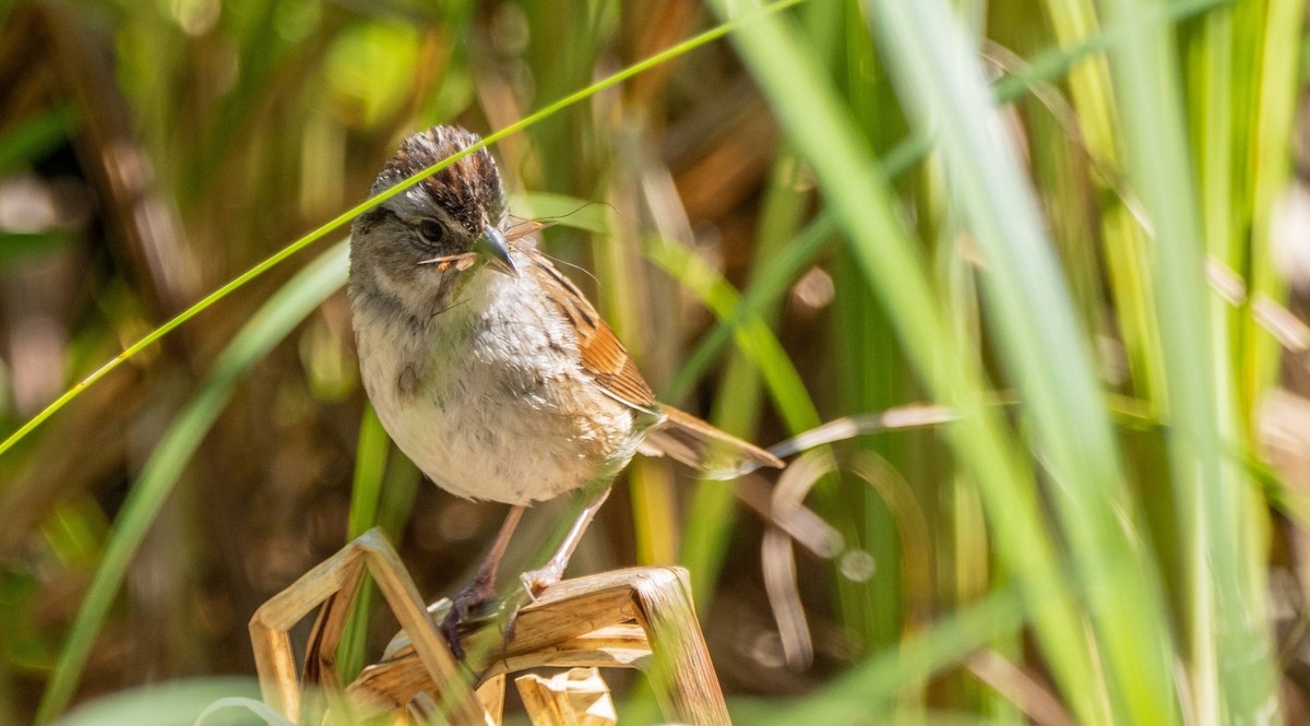 Swamp Sparrow - ML620520661