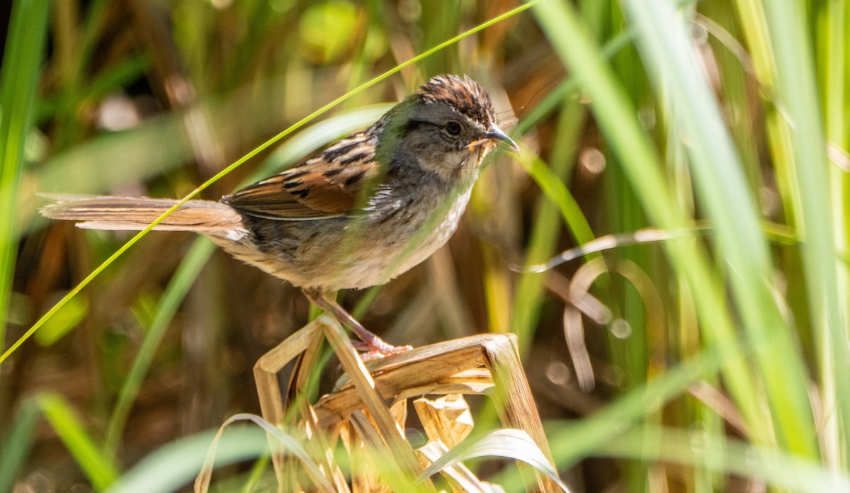 Swamp Sparrow - ML620520662