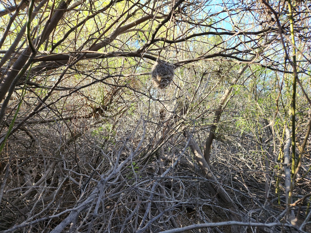 Bell's Vireo - ML620520669