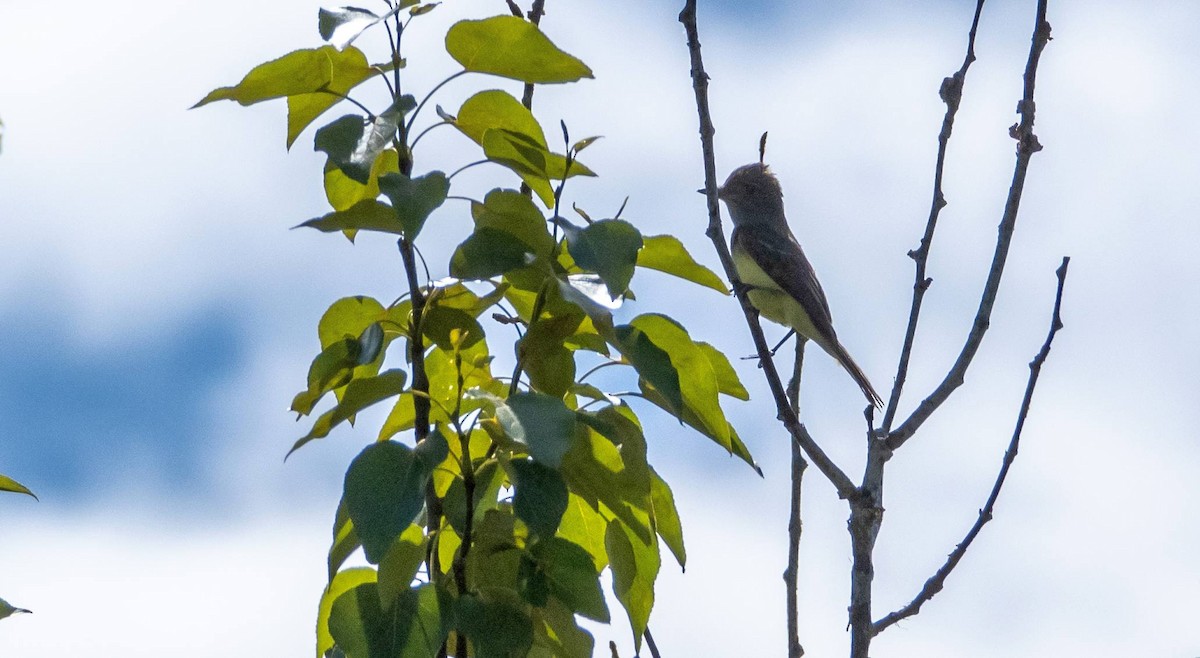 Great Crested Flycatcher - ML620520674