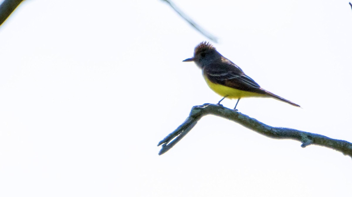 Great Crested Flycatcher - Matt M.