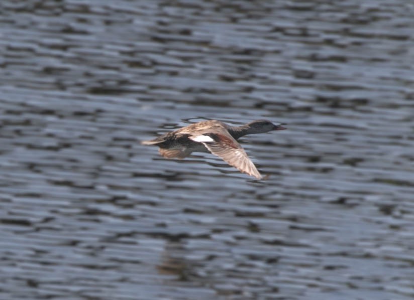 Gadwall - Larry Schmahl