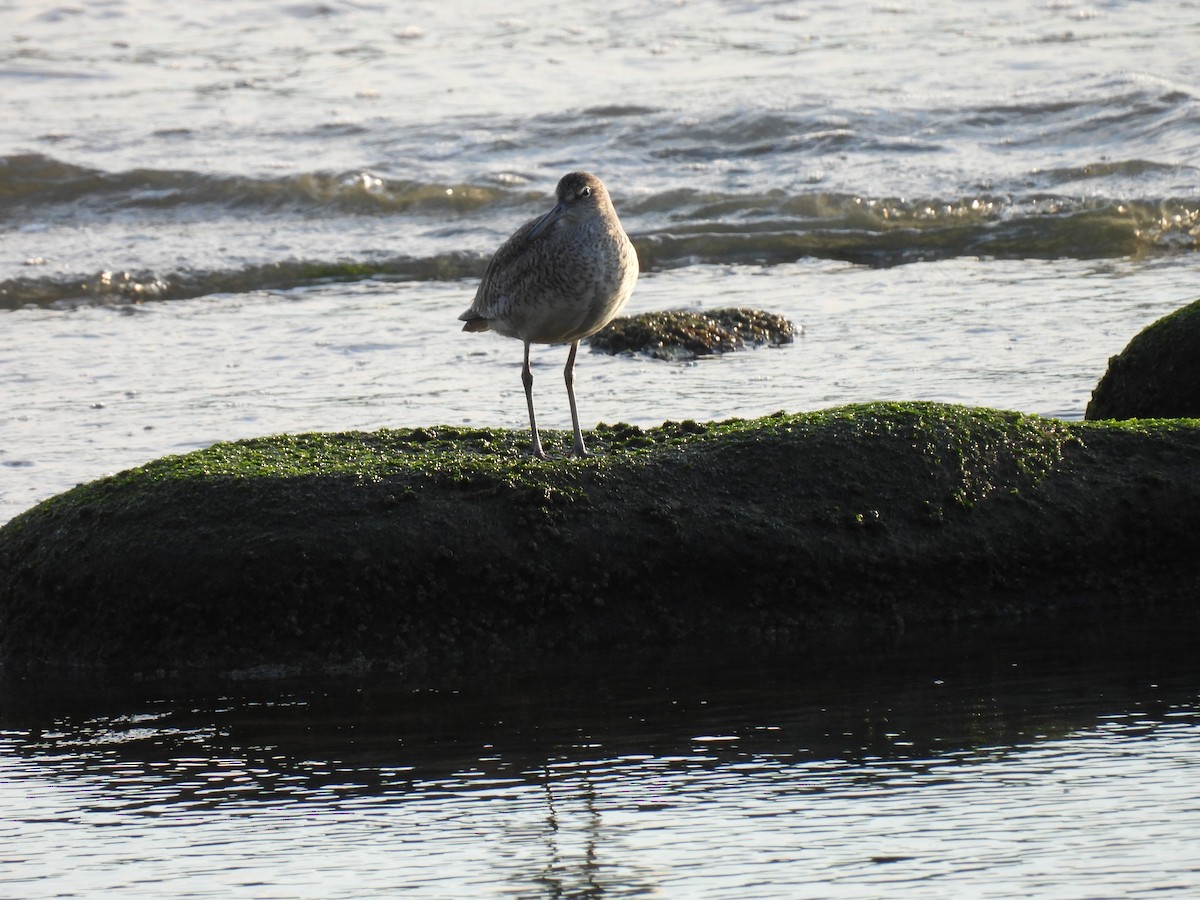 Willet - Roberto  Araneda