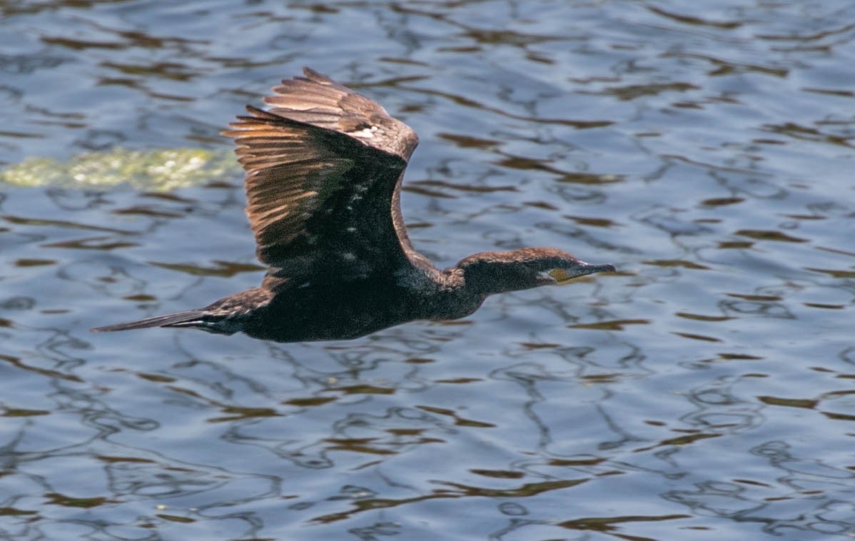 Neotropic Cormorant - ML620520685