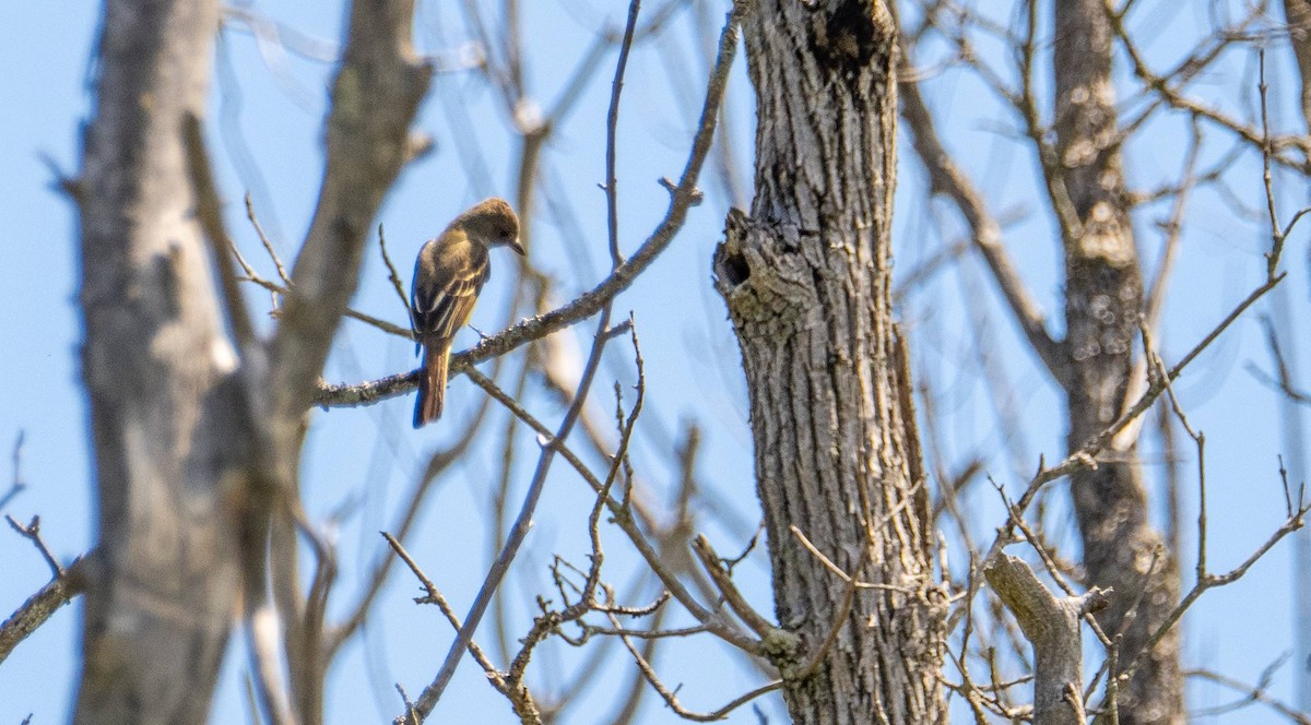 Willow Flycatcher - ML620520686