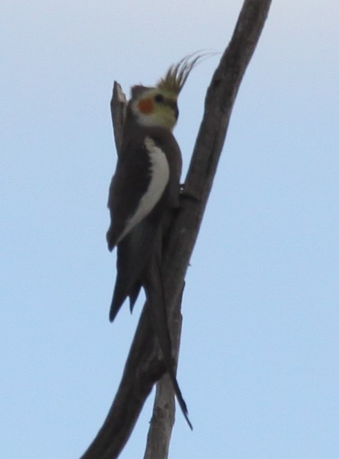 Cockatiel - ML620520691