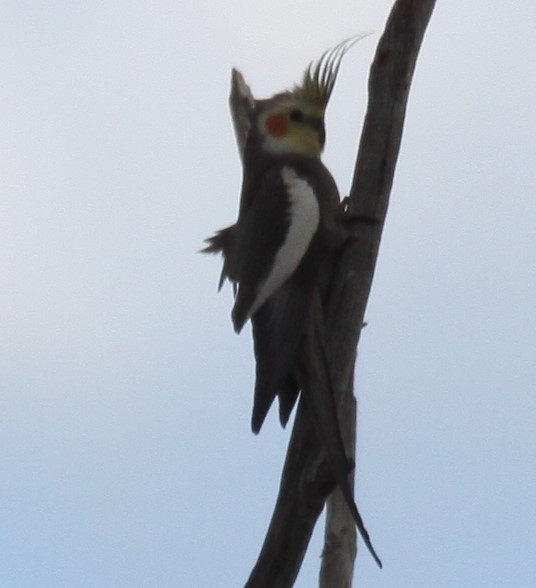 nymfekakadu - ML620520692