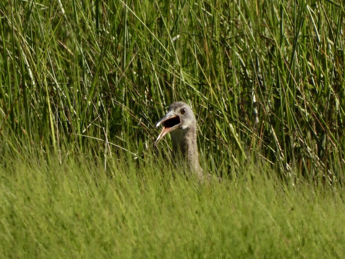 Clapper Rail - ML620520697