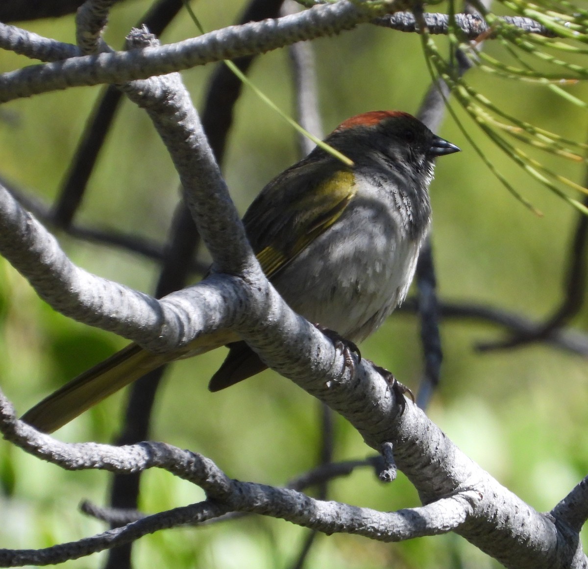 Green-tailed Towhee - ML620520700