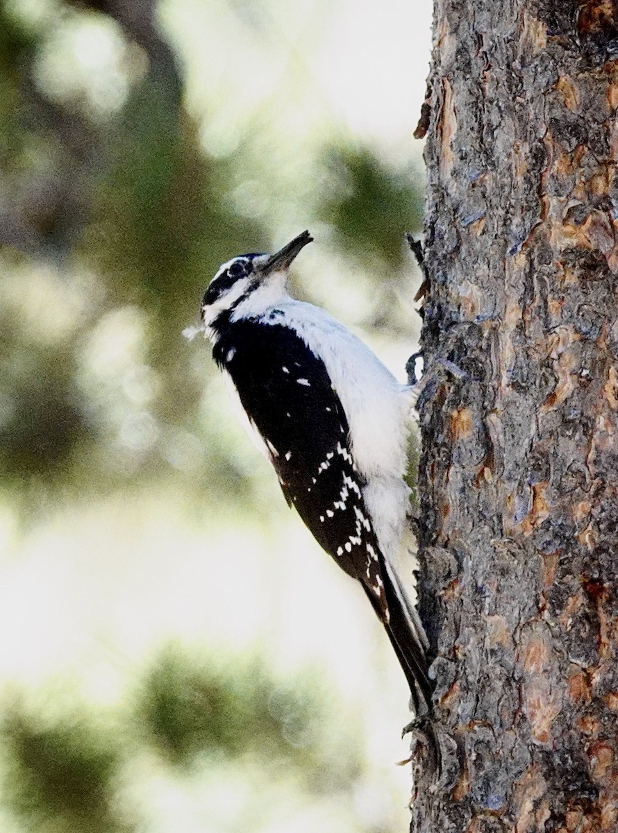 Hairy Woodpecker (Rocky Mts.) - ML620520701