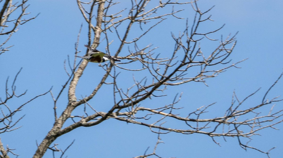 Belted Kingfisher - ML620520706