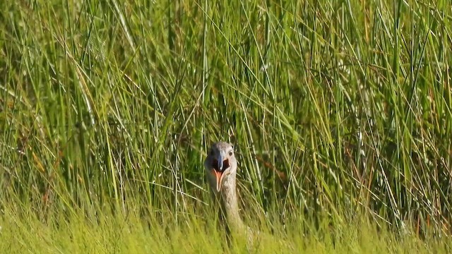 Clapper Rail - ML620520707