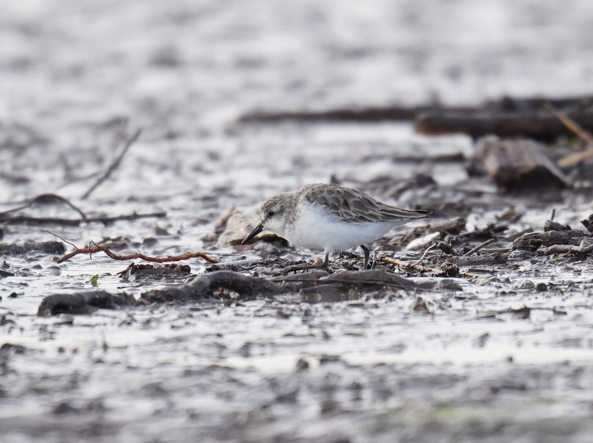 Semipalmated Sandpiper - ML620520709