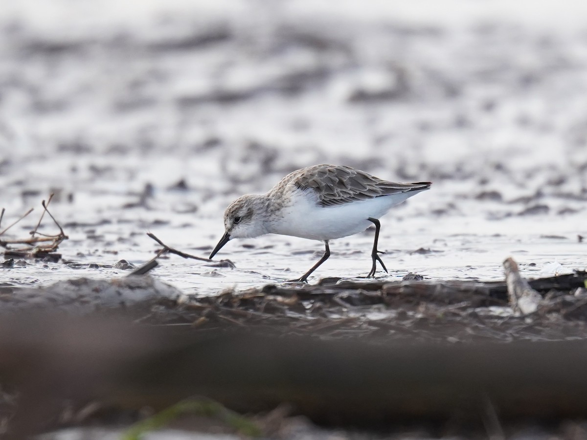 Semipalmated Sandpiper - ML620520710