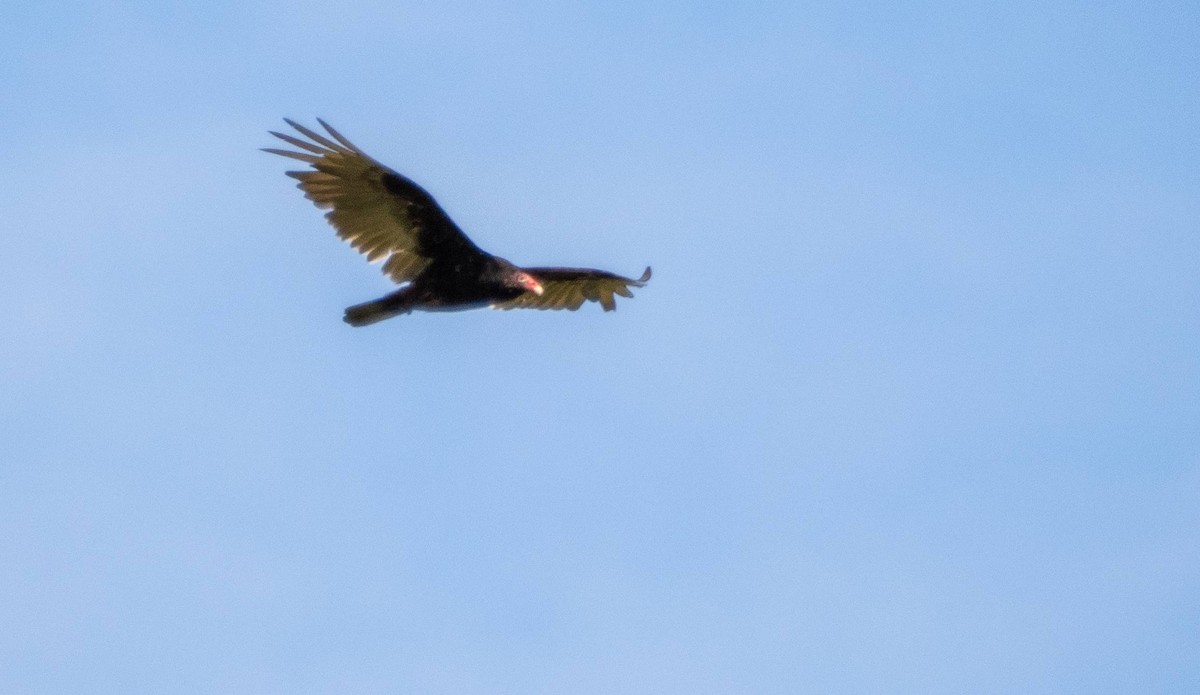 Turkey Vulture - ML620520713