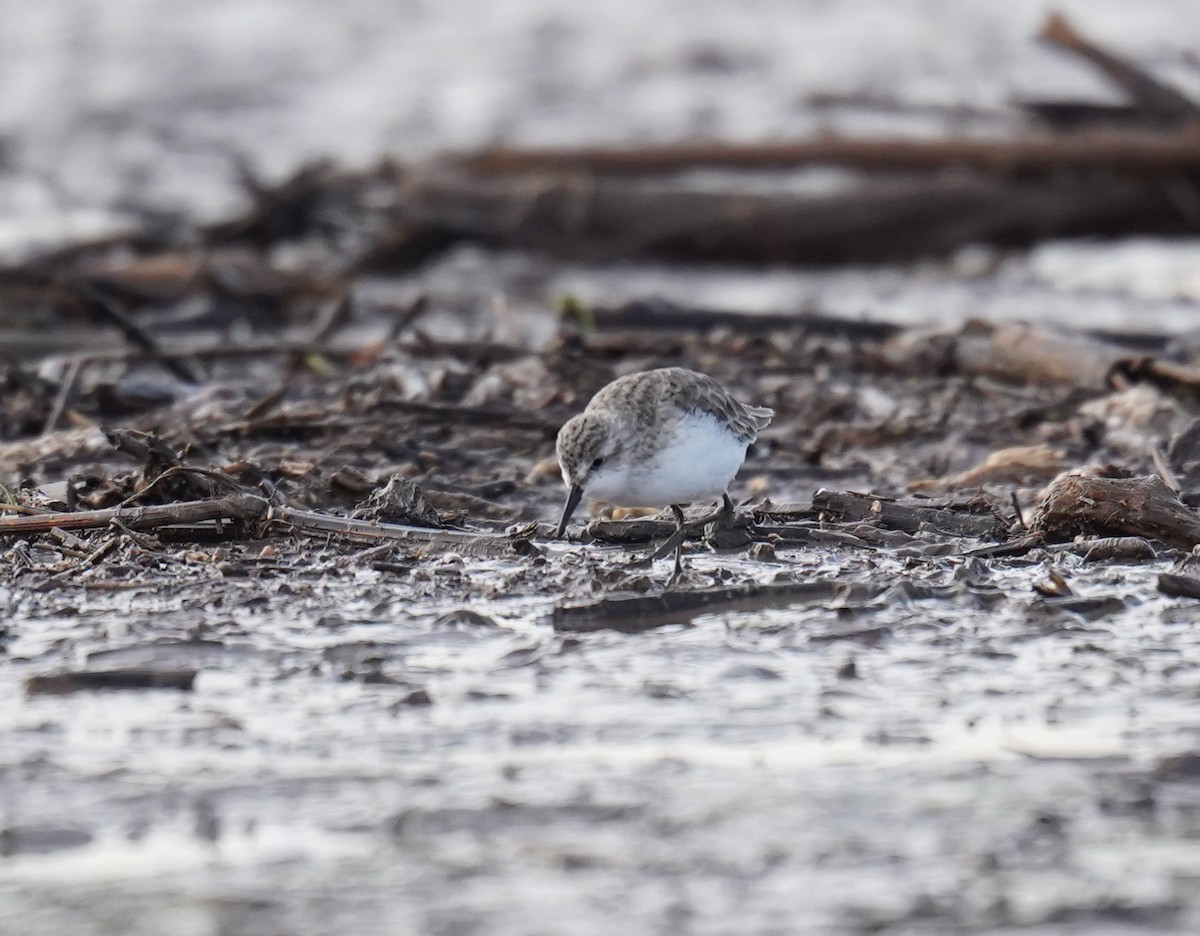 Semipalmated Sandpiper - ML620520714