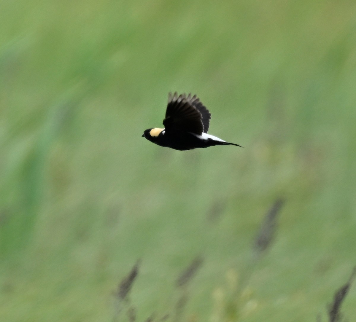 Bobolink - Linda Schwegman